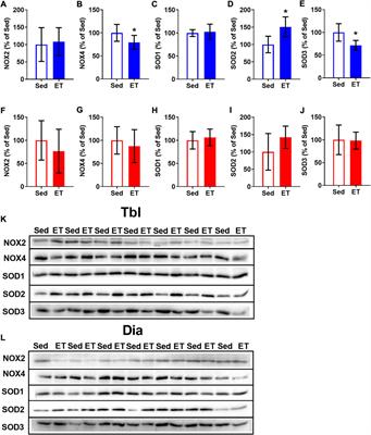 Voluntary wheel exercise training affects locomotor muscle, but not the diaphragm in the rat